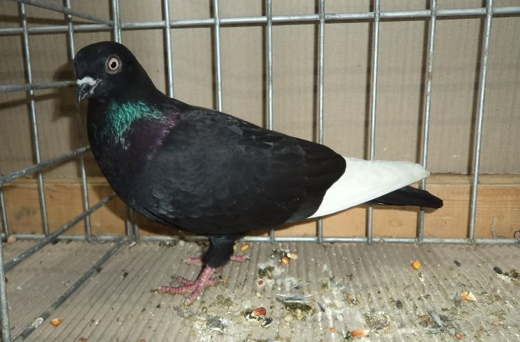 highflyer pigeons