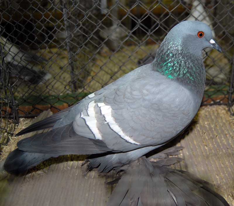 saxon pigeons