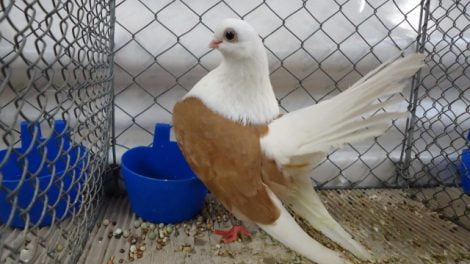 tumbler - taganroga pigeons