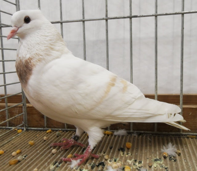 farbentauben - thurgau elmer