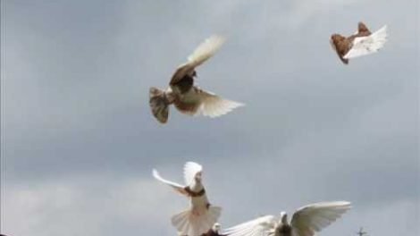roller pigeons- flying skills