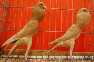 brunner cropper pigeons
