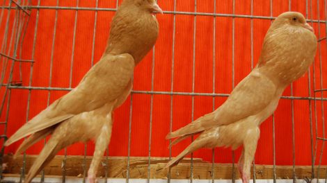 brunner cropper pigeons