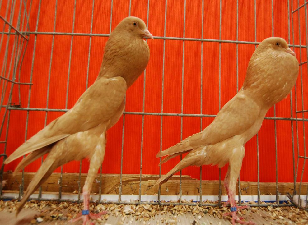brunner cropper pigeons