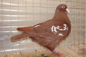 carneau - form pigeons