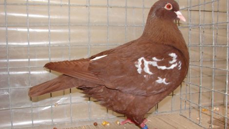 carneau - form pigeons