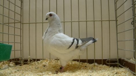 owl pigeons