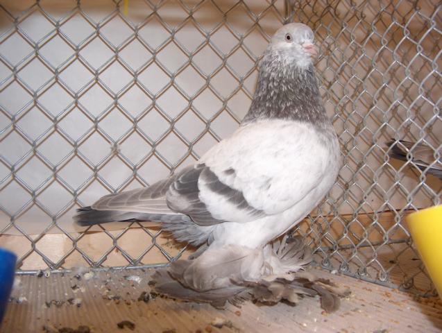 Old Dutch Tumbler - netherland pigeons