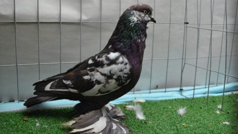 tumbler pigeons champ - old dutch tumbler