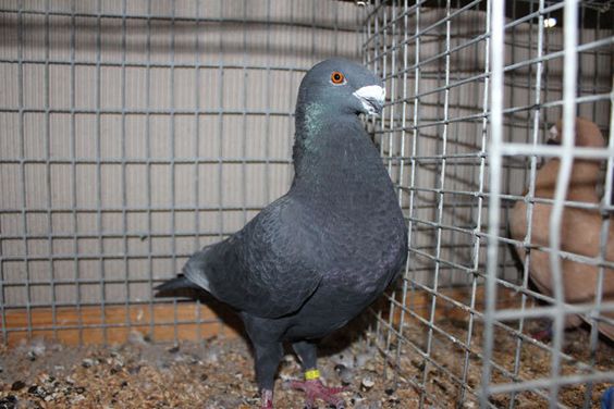 black pigeons - tauben