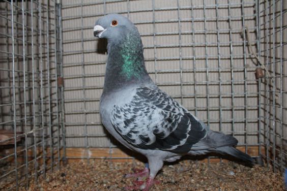 show antwerp pigeons - pigeons de forme