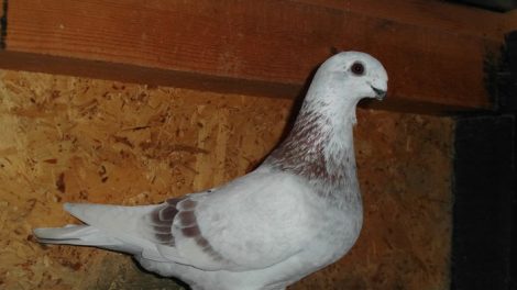 tauben - forme - form pigeons