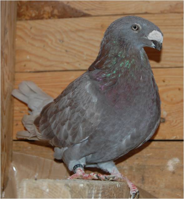 homer pigeons