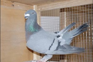 show homer tauben - form pigeons - racer