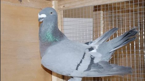 show homer tauben - form pigeons - racer