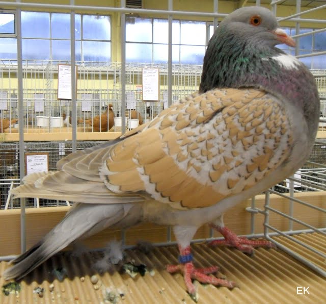 cauhois pigeon - form pigeons