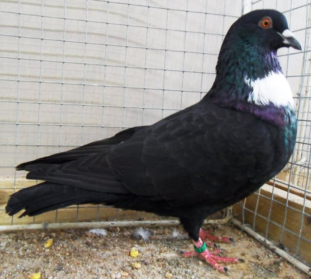 black pigeons