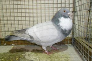 cauchois giant form pigeons