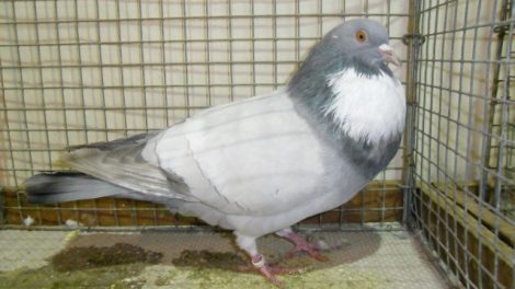 cauchois giant form pigeons