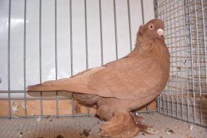 yellow pigeons - tumbler