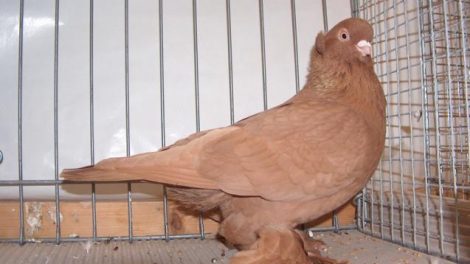 yellow pigeons - tumbler