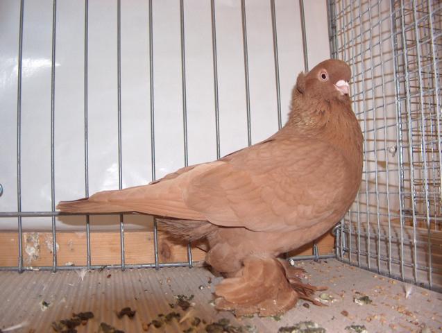 yellow pigeons - tumbler