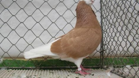 white head tumbler pigeons