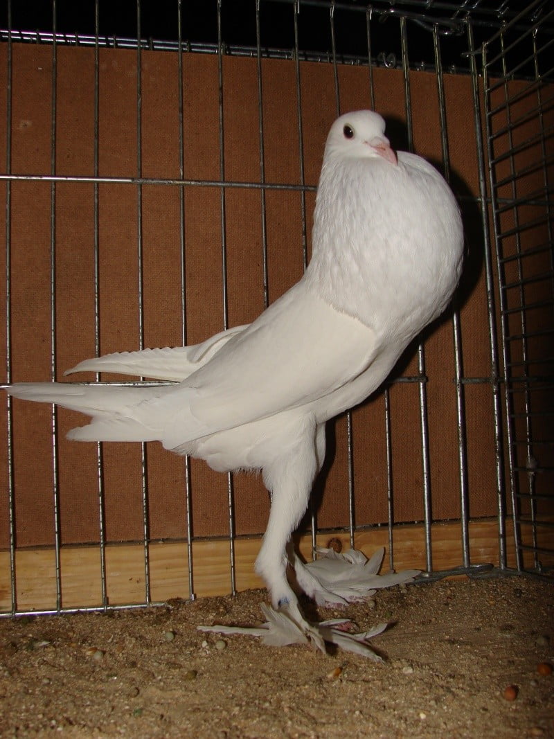 white pigeons