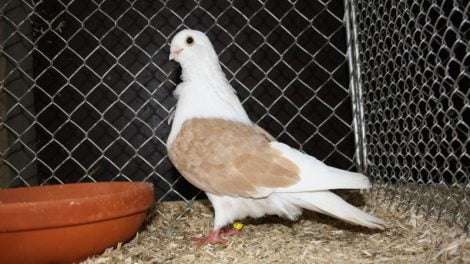 yellow shield - owl pigeons