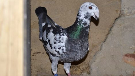 gbh - from pigeons