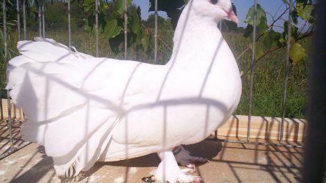 Hungarian Fantail