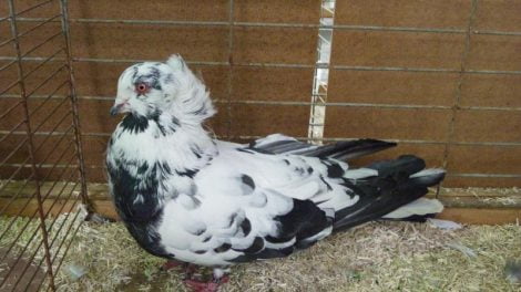 utility form pigeons