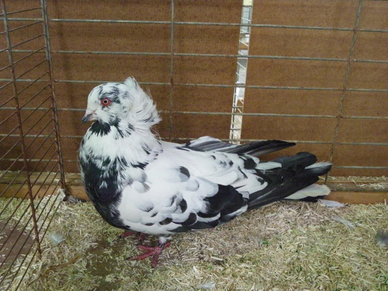 utility form pigeons