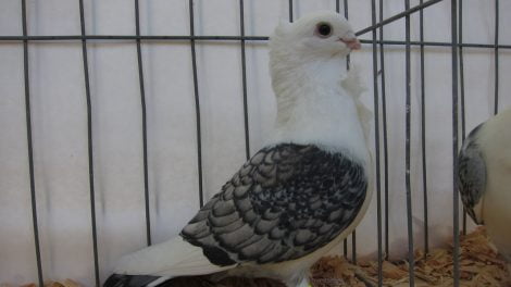 old frill - owl pigeons