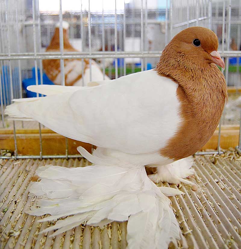 Pigeon de Saxe à poitrine colorée