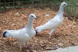 Polski Dlugodzioby Lotny