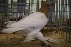 saxon breast - colur german pigeons