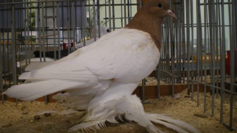saxon breast - colur german pigeons