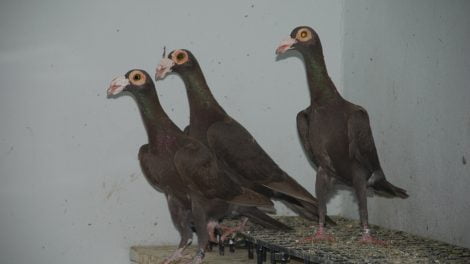 pigeons-wattle