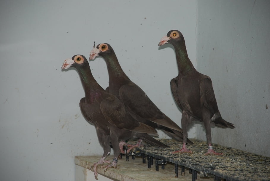 pigeons-wattle