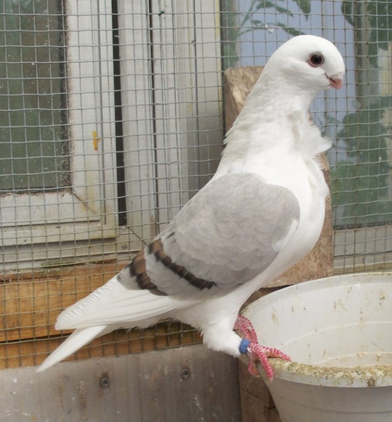 French Owl Pigeons ( Cravaté Francais ) Pigeontype