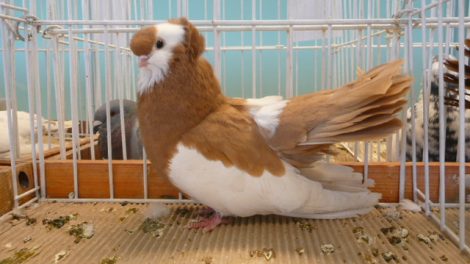 tumbler pigeons
