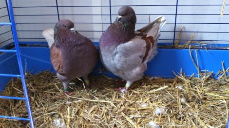 utility hen pigeons - non flying