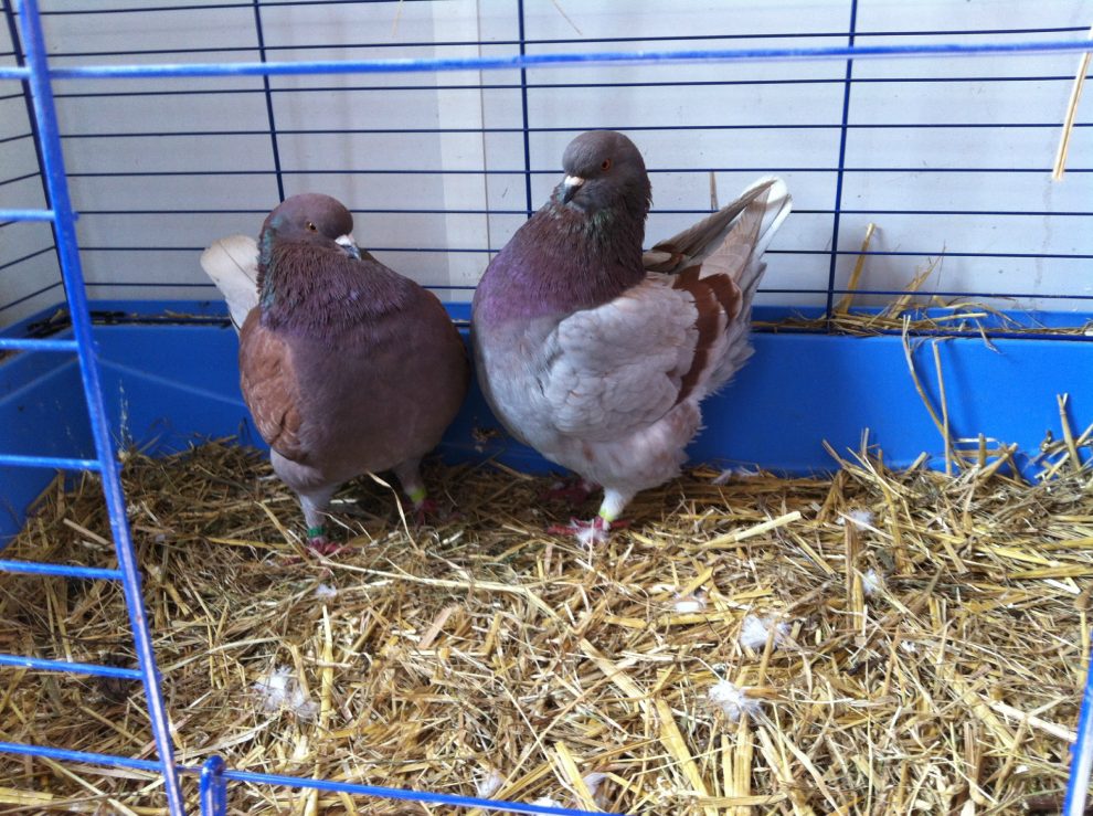 utility hen pigeons - non flying