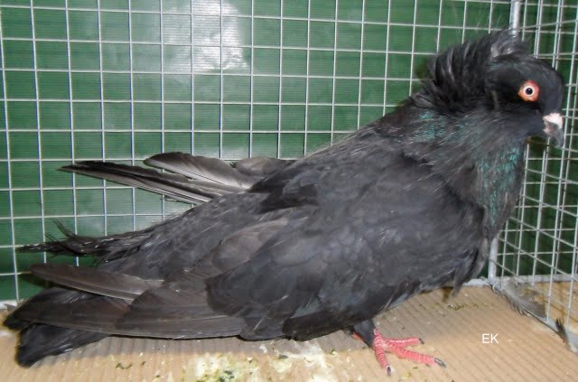 montauban pigeons - french pigeons