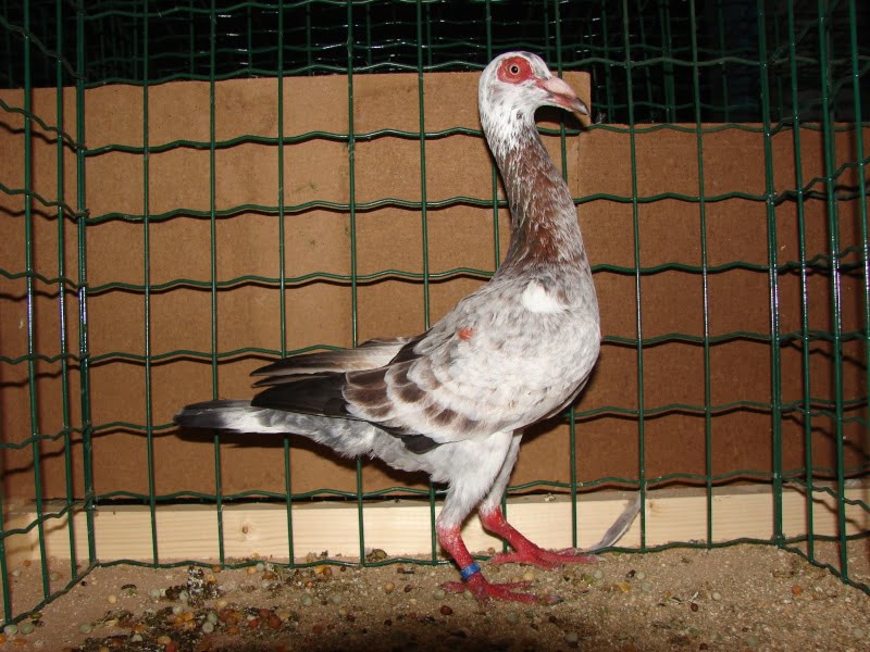 pigeons Bagadais Francais - pigeon français