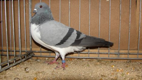 Budapest Kiebitz - tumbler pigeons