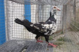 bagdad pigeons - pigeon breeds