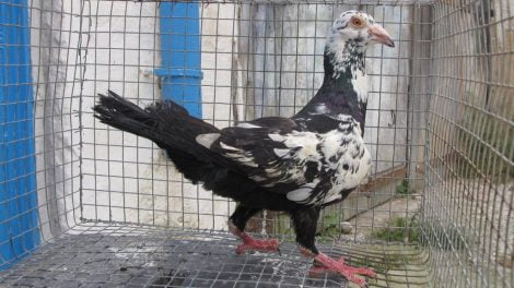 bagdad pigeons - pigeon breeds