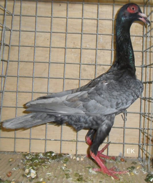 wattle pigeons - french pigeons breeds - bagdad